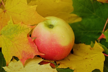 Beautiful gray background with autumn leaves and appleの写真素材