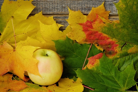Beautiful gray background with autumn leaves and appleの写真素材