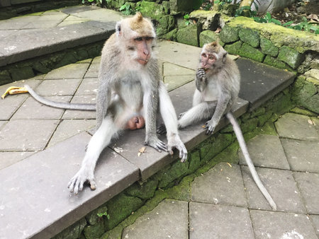 Funny little monkey in the park in the summer