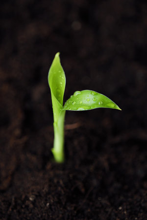Green sprout of a flower in the ground