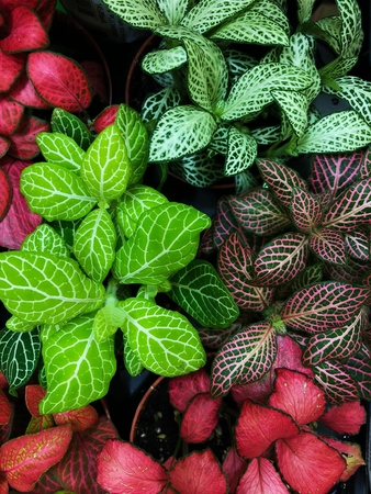 Green and pink flowers in pots on the marketの写真素材