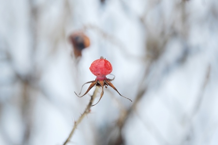 Red berry with spines on winter backgroundの写真素材