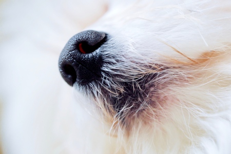 Italian Maltese dog nose and mouth close upの写真素材