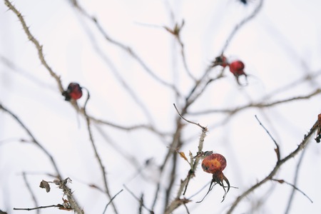 Red berry with spines on winter backgroundの写真素材