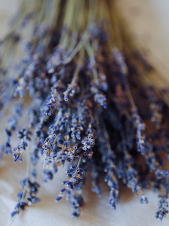Beautiful purple lavender on a white backgroundの写真素材