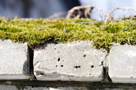 Fluffy green moss on the gray bricksの写真素材