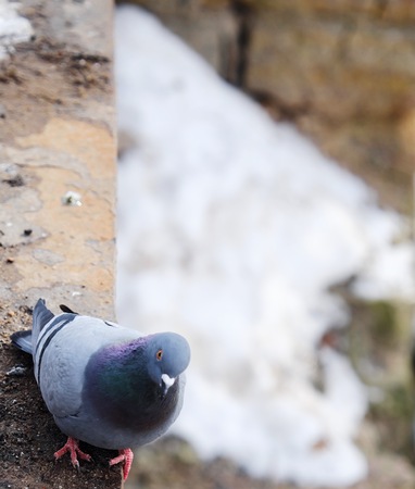 Gray beautiful pigeons in winter on the bridgeの写真素材