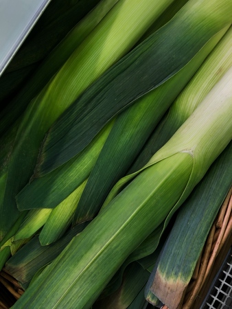 Fresh leek on the summer market market viewの写真素材
