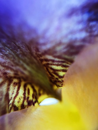 Beautiful lilac iris flower in the Park close upの写真素材