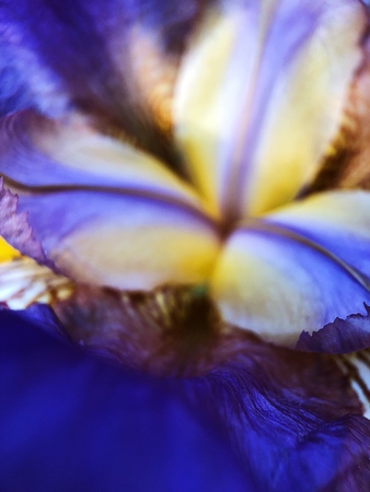 Beautiful lilac iris flower in the Park close upの写真素材