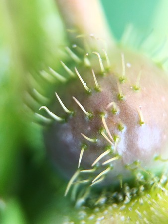 Beautiful flower in green leaves in the Park close upの写真素材