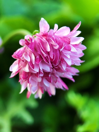 Beautiful pink flower in the Park close upの写真素材