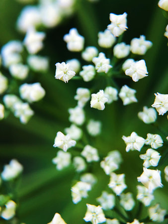 Beautiful white flower in the Park close up