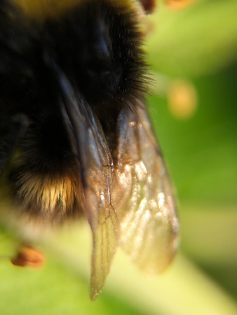 Funny bumblebee on a green flower in the Parkの写真素材
