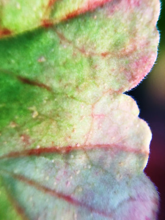 Beautiful green flower leaf in the Park close up