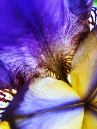 Beautiful lilac iris flower in the Park close up