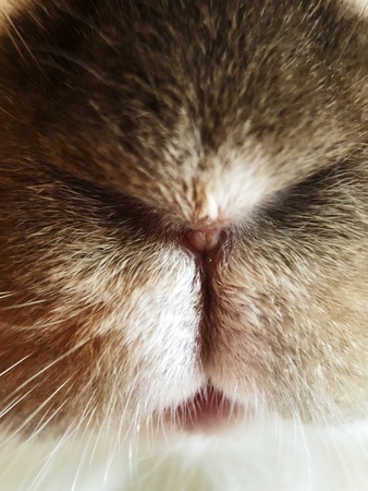 Fluffy brown rabbit with white close upの写真素材