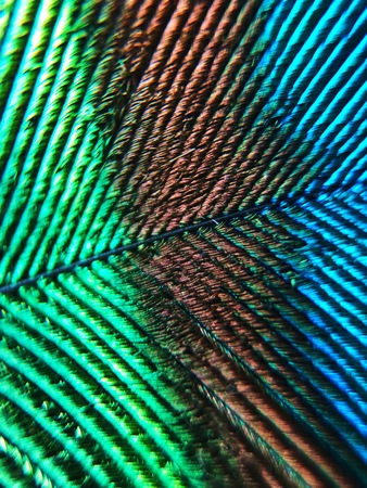 Beautiful multi colored peacock feather close upの写真素材