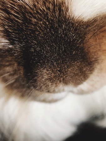Fluffy brown rabbit with white close upの写真素材