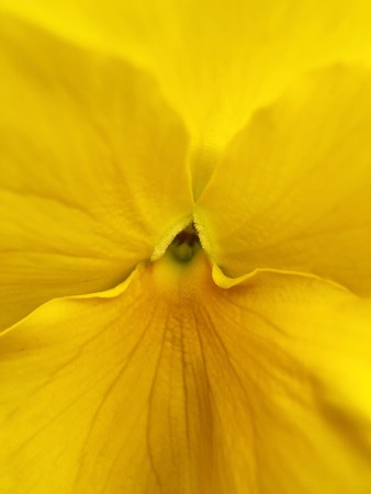 Beautiful flower yellow violet in the Park close upの写真素材