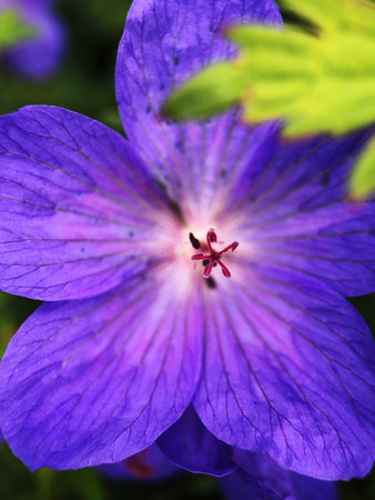 Beautiful lilac flower in the Park close up