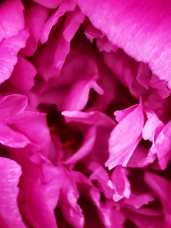 Beautiful scarlet peony flower in the Park close upの写真素材