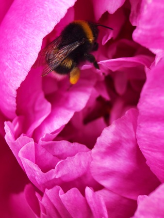 Beautiful scarlet peony flower in the Park close upの写真素材