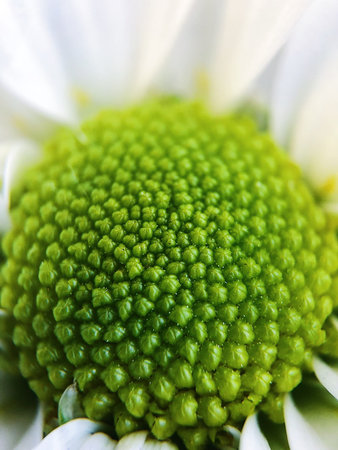 Beautiful white daisy in the park close upの写真素材