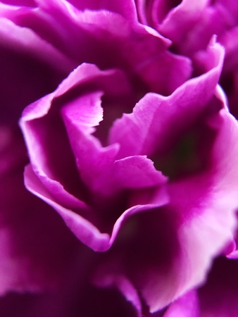 Beautiful pink flower in the Park close upの写真素材