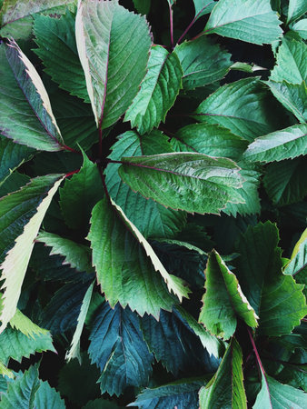 Beautiful green leaves of the tree view