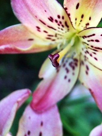 Beautiful pink Lily in the Park close upの写真素材