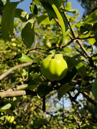 Green summer apples on a tree in the villageの写真素材