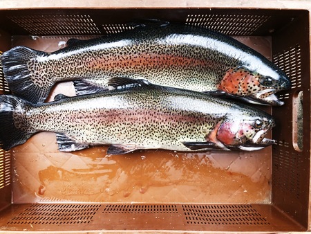Fresh big fish on the market viewの写真素材