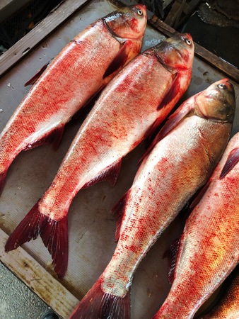 Fresh big fish on the market viewの写真素材