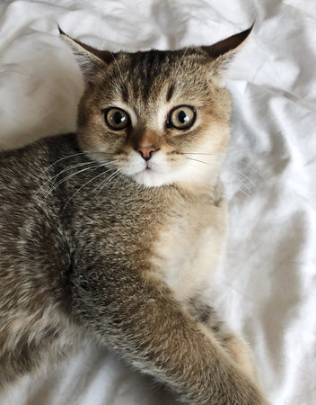 Beautiful brown Scottish cat on white bed