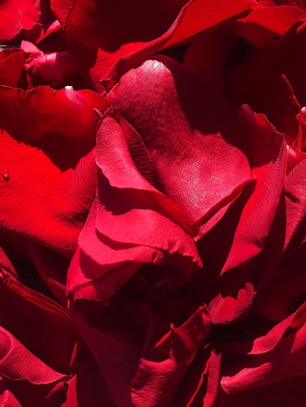 Beautiful red rose petals close up viewの写真素材