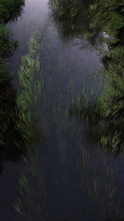 river landscape and trees in the village