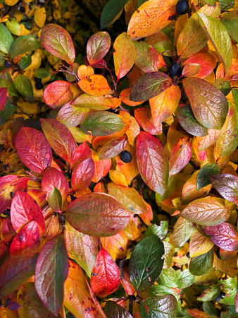 Beautiful plant with colorful leaves in the park