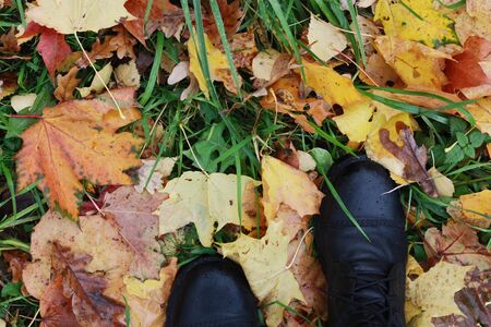 Beautiful colored autumn leaves in the Parkの写真素材