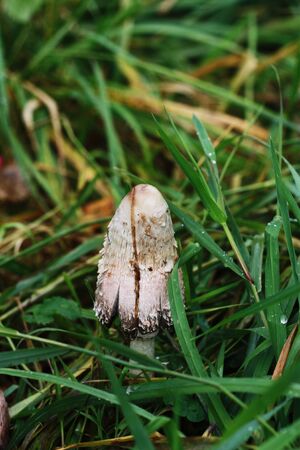 Gray mushrooms grebes and grass in the forestの写真素材