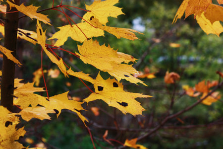 Beautiful tree with yellow leaves in the Park