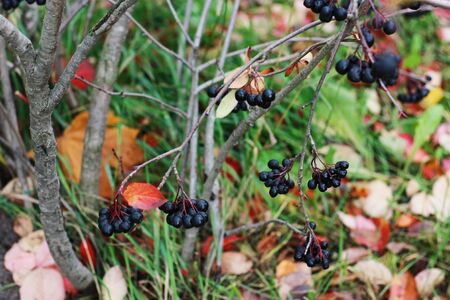 Tree with black berries in autumn Parkの写真素材