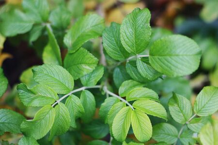 Beautiful tree with green leaves in the Parkの写真素材