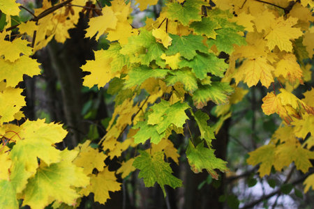 Beautiful tree with yellow leaves in the Park