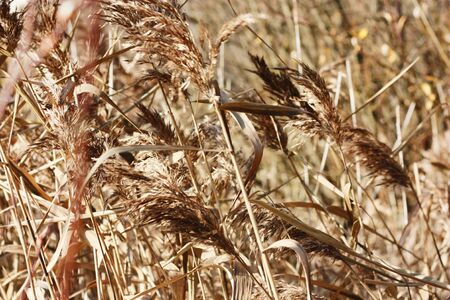 Beautiful view Golden ears in the forestの写真素材