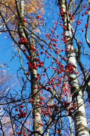 Red wild apples on a tree in the forestの写真素材