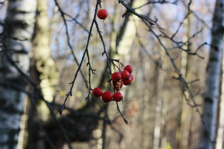 Red wild apples on a tree in the forest