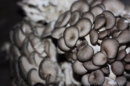 Fresh oyster mushrooms on wooden background macro