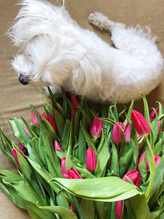 Beautiful bouquet of tulips and a white dogの写真素材