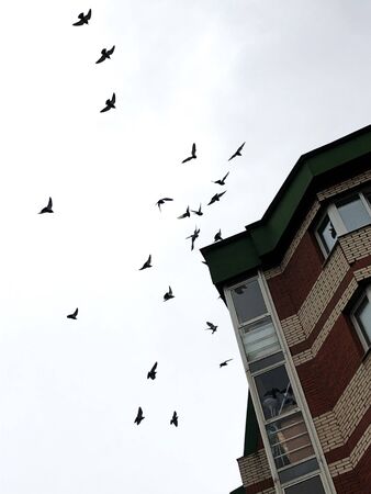 A flock of pigeons flies in the skyの写真素材